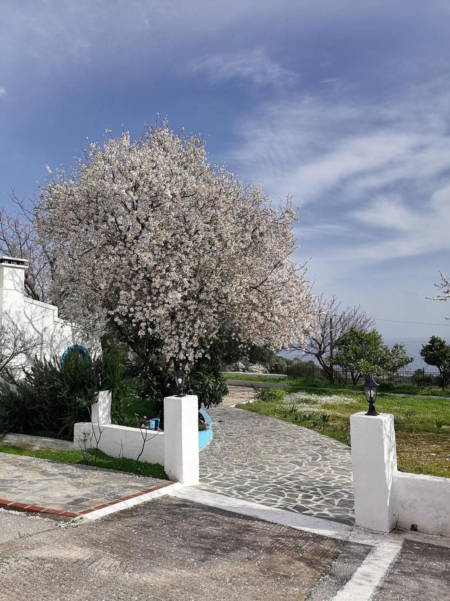 Studios Ioanna Limnionas Samos Marathokampos Luaran gambar